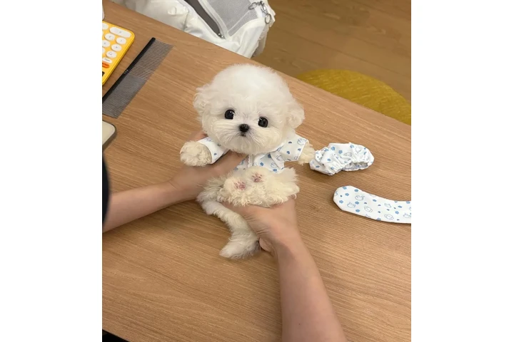 $350 : Cachorro maltés disponible image 1