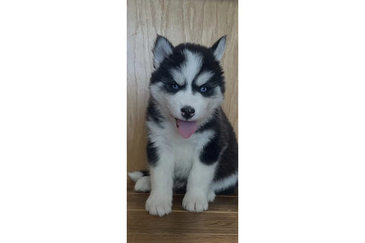 $400 : Siberian Husky Puppies image 1