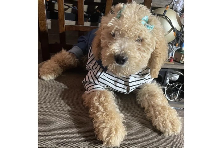 $450 : Standar Golden doodle puppies image 3