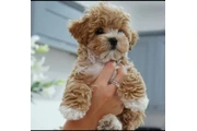 Exclusive Maltipoo Puppies en Miami