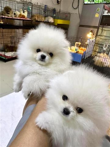 $400 : pomeranian puppies image 1