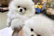 pomeranian puppies en Boise