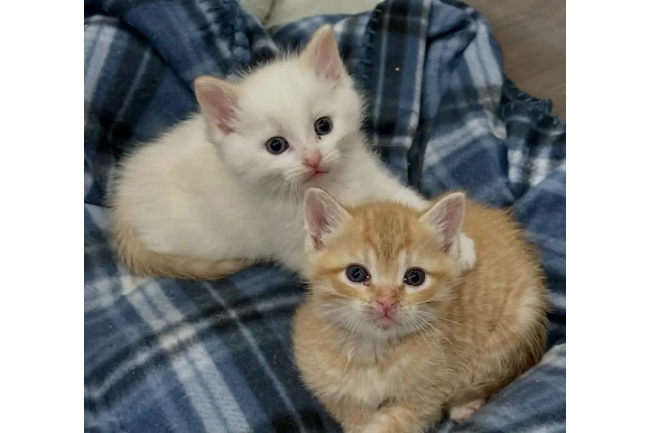 $300 : Kittens 😸 😸 image 3