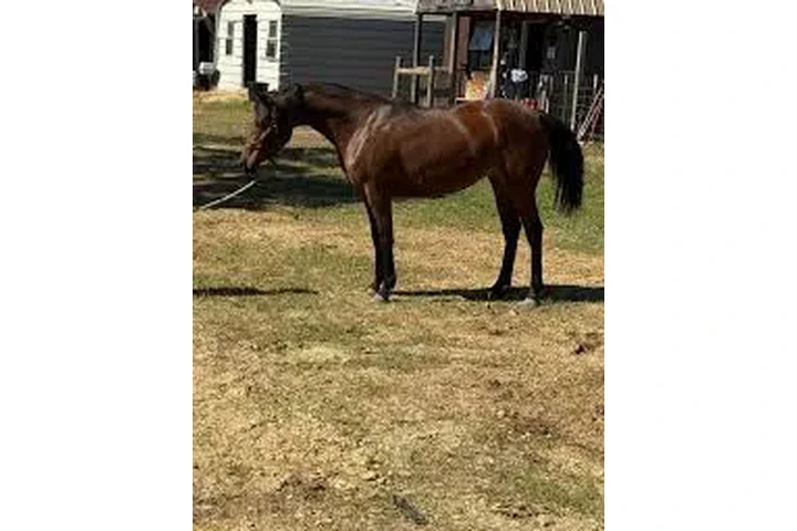 $2875 : "Mario" Gelding Arabian image 7