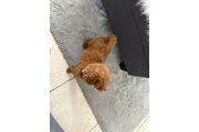$1200 : Golden thumbnail