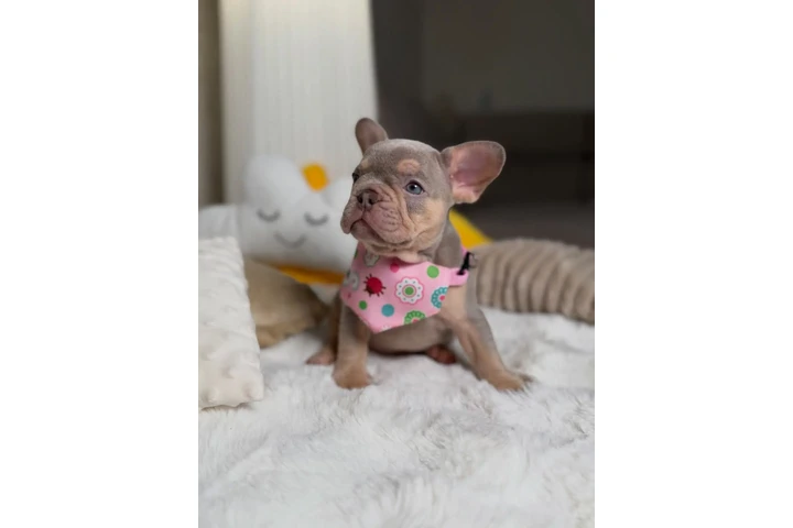 $500 : New shade Isabella tan fluffy image 3