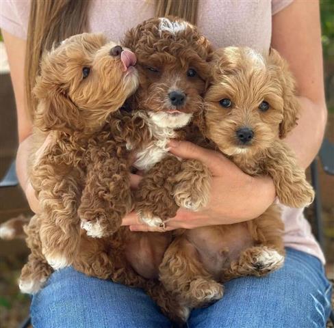 $550 : Cute Maltipoo Puppies For Sale image 2