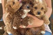 $550 : Cute Maltipoo Puppies For Sale thumbnail