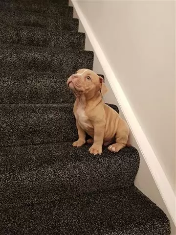 Amazing America bully Puppies image 1
