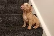 Amazing America bully Puppies