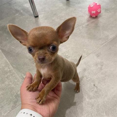 $250 : Chihuahua en adopción. image 1