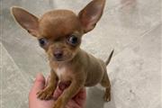 Chihuahua en adopción.