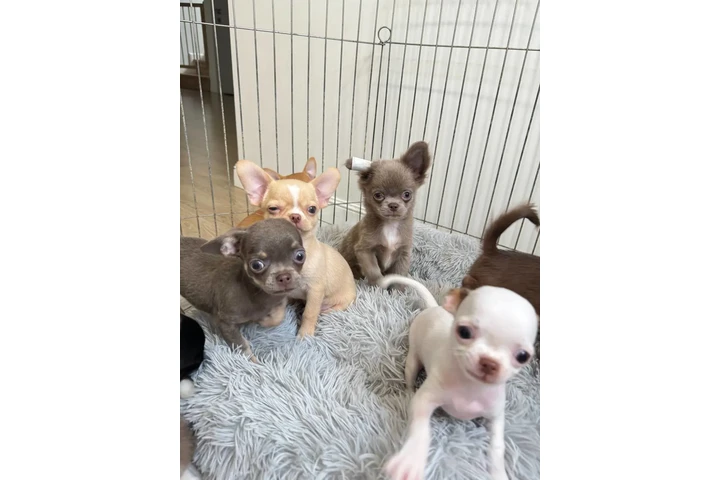 $250 : Chihuahua mini puppies image 5