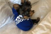 ALL TIME BEST YORKIES PUPPIES. thumbnail