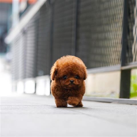 $400 : TOY POODLE PUPPY image 2