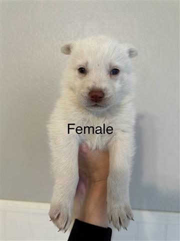 $100 : Husky Puppies image 6