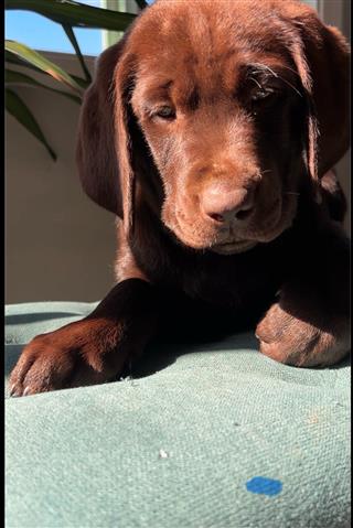 $800 : English Labrador puppies💝💖 image 7