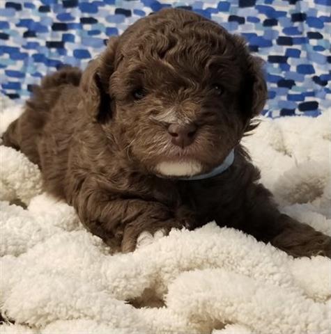 $400 : Poodle puppies for adoption image 1