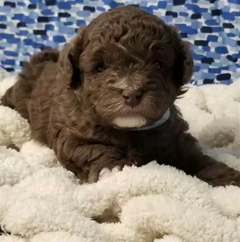 $400 : Poodle puppies for adoption image 1