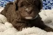 Poodle puppies for adoption en San Diego