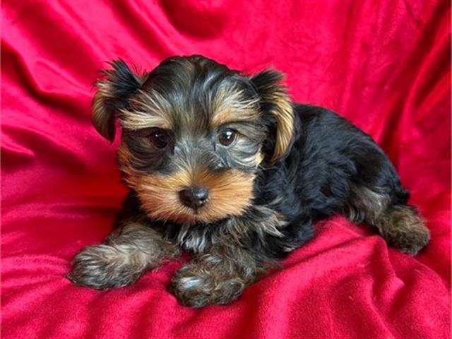 $350 : Yorkies en venta image 2