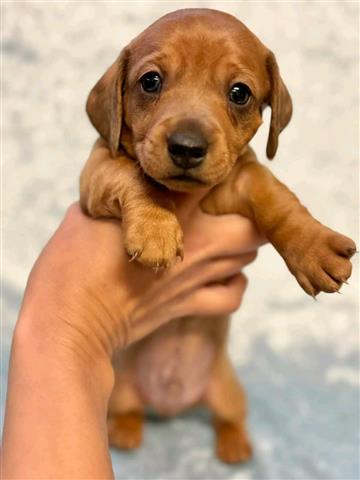 $500 : Adorables cachorros Dachshund image 3