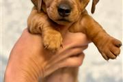 $500 : Adorables cachorros Dachshund thumbnail