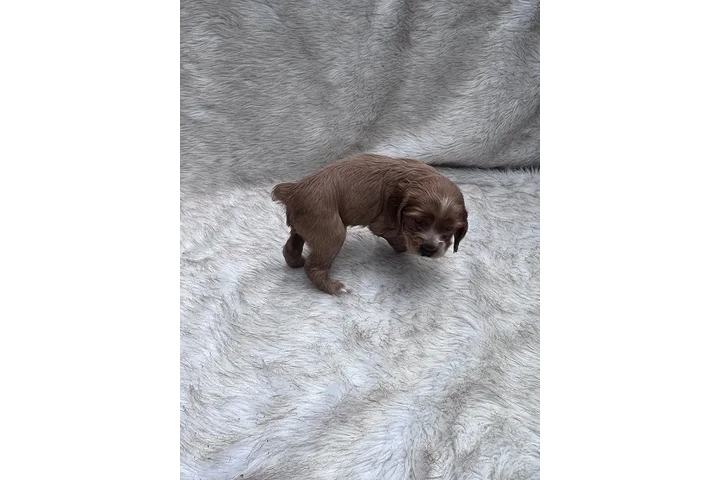 $700000 : Cocker Spaniel Muy Lindos image 3