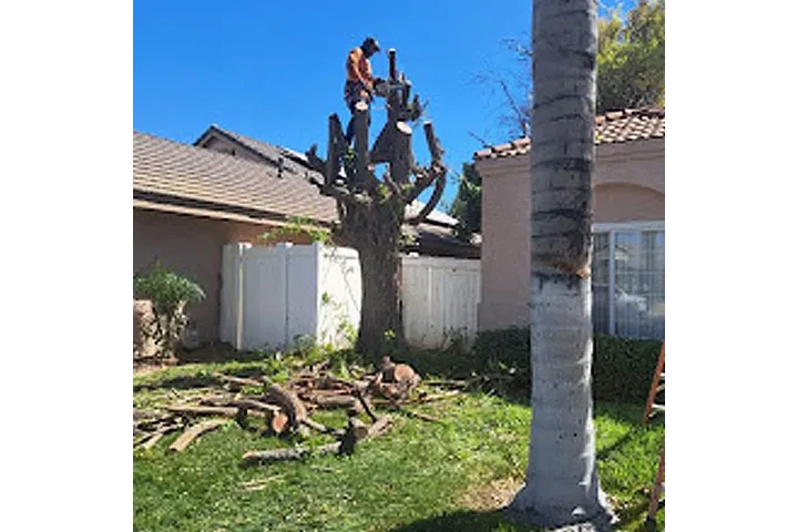 JV's Gardening and Tree Serv image 6