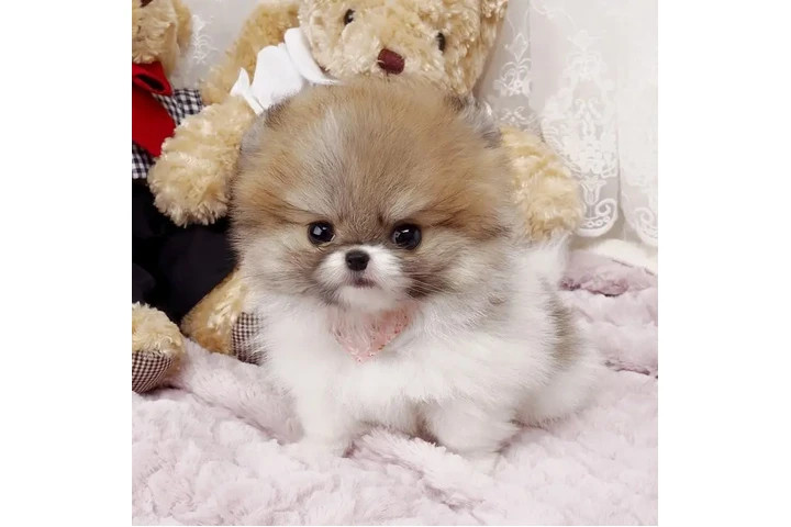 $350 : Micro Pomerania image 3