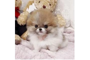 $350 : Micro Pomerania thumbnail
