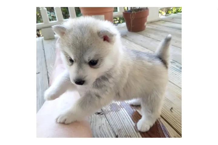 $400 : Cachorros de Pomsky y Husky image 7