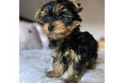 $450 : yorkie puppies thumbnail