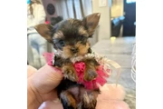 $350 : Yorkshire terrier taza de té thumbnail