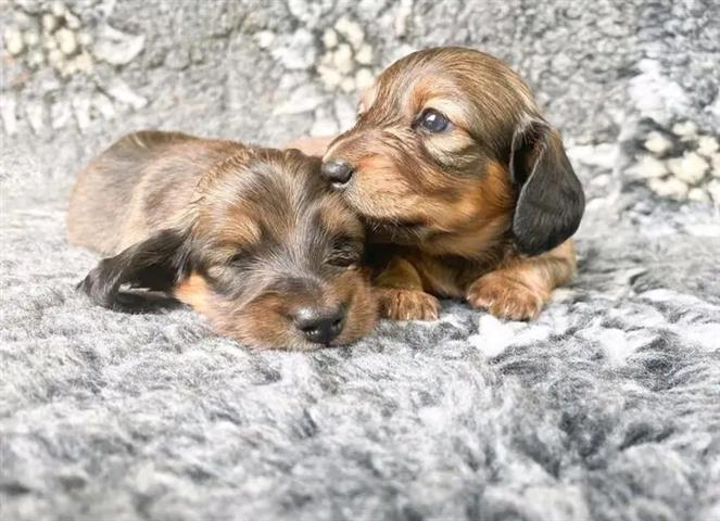 $500 : Dachshund puppies available fo image 2