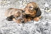 $500 : Dachshund puppies available fo thumbnail