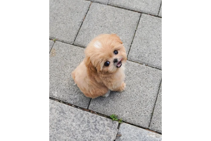 $350 : maltipoo image 3