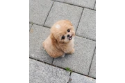 $350 : maltipoo thumbnail