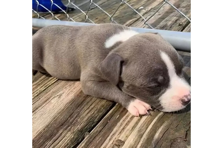 $350 : Cachorros de pitbull image 4