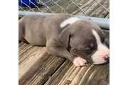 $350 : Cachorros de pitbull thumbnail