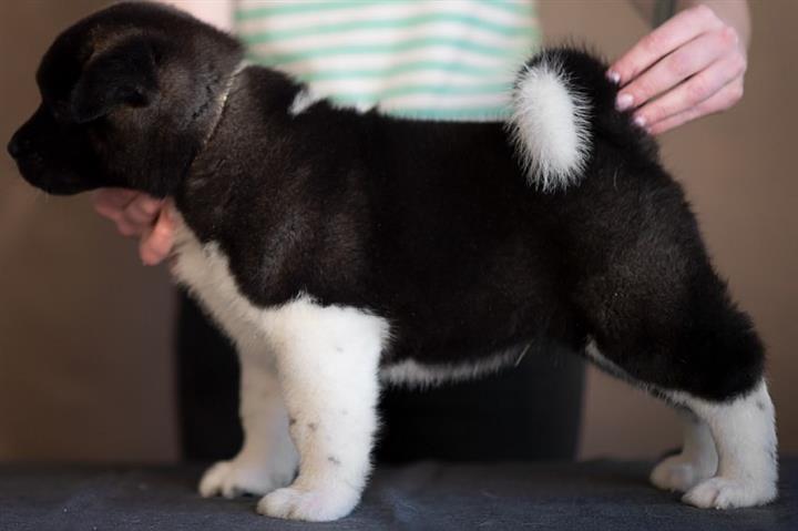 $800 : Akita puppy for adoption image 3