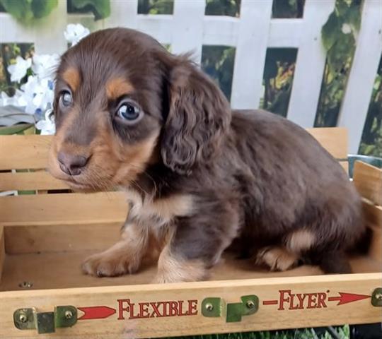$350 : Cute dachshund puppies for sal image 2