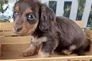 $350 : Cute dachshund puppies for sal thumbnail
