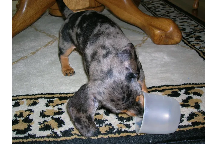 $550 : Dachshund puppies for sale image 2