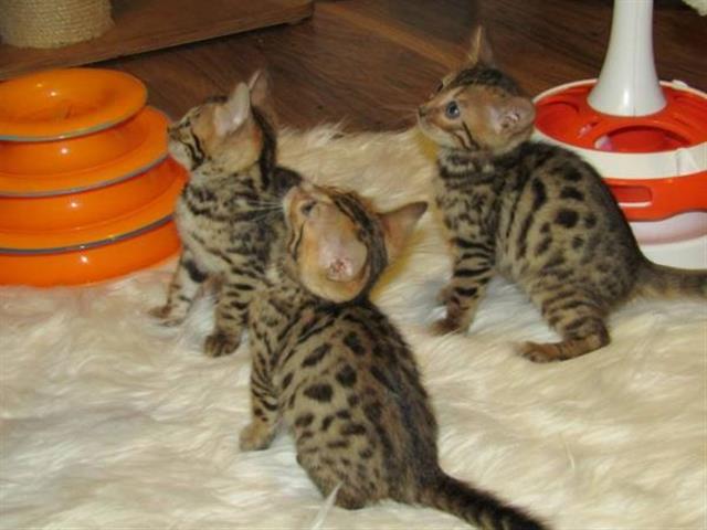 $380 : Male and female Bengal kittens image 1