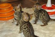 Male and female Bengal kittens