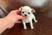 $250 : Chihuahua puppies for sale thumbnail