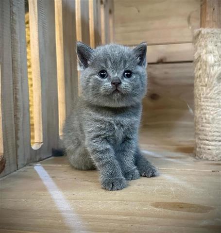 $310 : British Shorthair for sale image 1