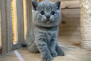 British Shorthair for sale en Raleigh