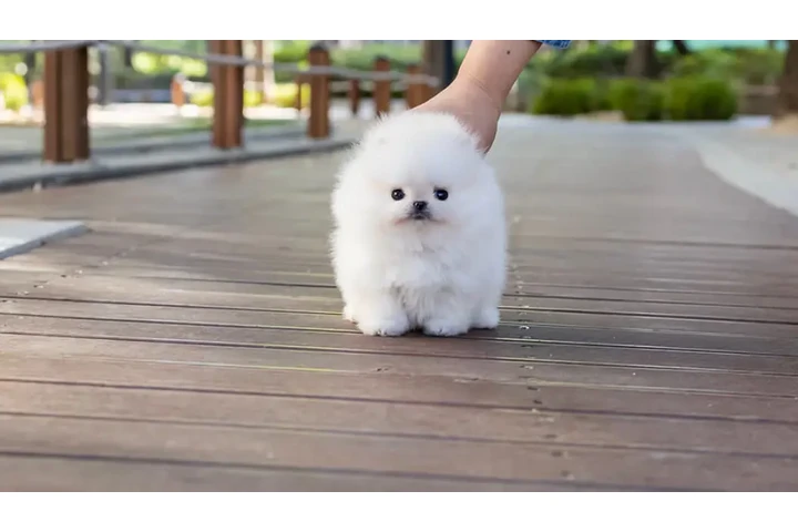 $350 : Micro Pomerania image 3